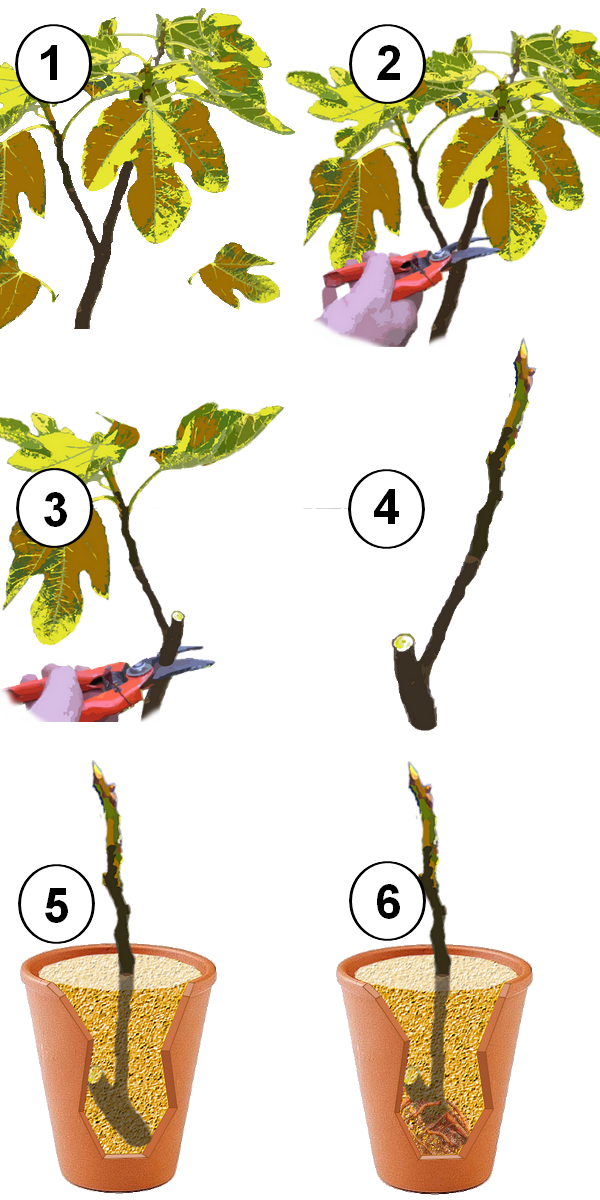 méthode de bouturage du figuier étape par étape méthode de bouturage du figuier étape par étape
